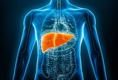 Liver