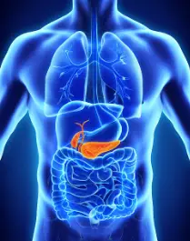 Pancreas